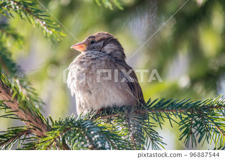 Sparrow sits on a fir branch in the sunset light. Sparrow sits on a fir branch in the sunset light. 96887544
