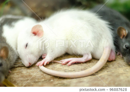 white mouse white mouse 96887628