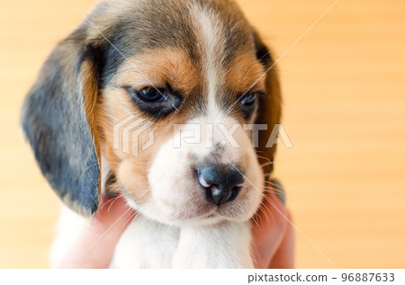 beagle puppy 96887633
