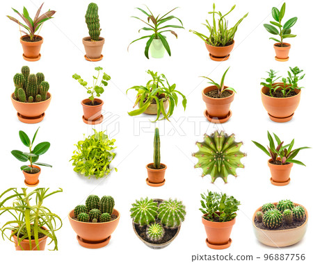 plants collection 96887756