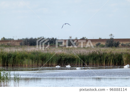 Bird flying near mirror water surface with reeds Bird flying near mirror water surface with reeds 96888114