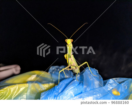 Mantis on garbage plastic bags, black background 96888160