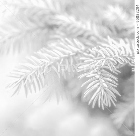 fir branch covered with snow as background. Pine branches in the frost. Christmas minimal concept. Merry Christmas and Happy New Year Holidays greeting card, frame, banner, cover, mockup. fir branch covered with snow as background. Pine branches in the frost. Christmas minimal concept. Merry Christmas and Happy New Year Holidays greeting card, frame, banner, cover, mockup. 96888294