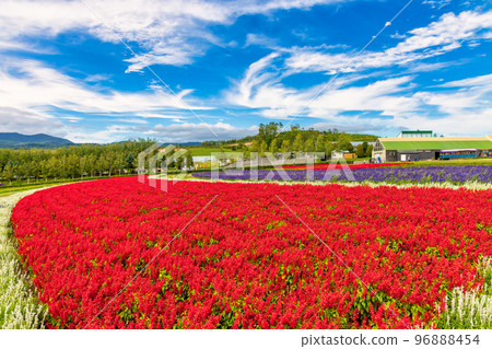 Kamifurano Flowers (September, Hokkaido) 96888454