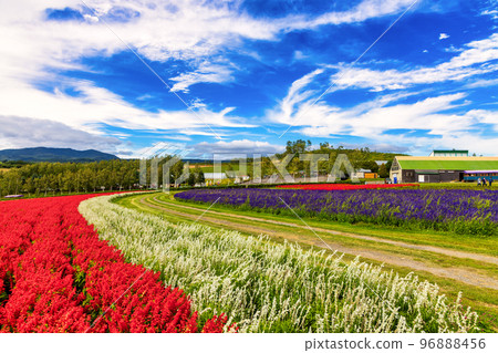 Kamifurano Flowers (September, Hokkaido) 96888456
