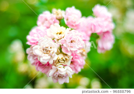 pink roses pink roses 96888796