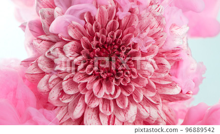 Beautiful pink chrysanthemum flower with flowing liquid, underwater, close-up 96889542