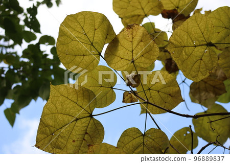 A landscape with a yellow big-leaved red egret tree and a blue sky A landscape with a yellow big-leaved red egret tree and a blue sky 96889837