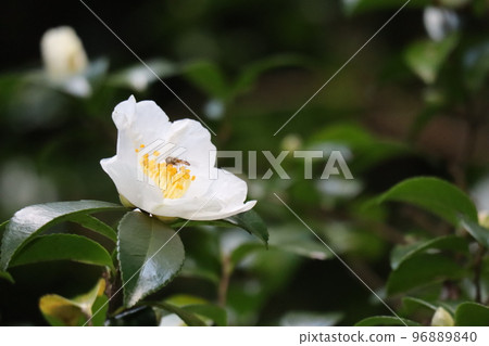 A close-up view of an insect perched in a camellia flower with green leaves and white petals 96889840