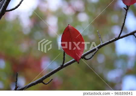Scenery of a branch with a single red cherry leaf Scenery of a branch with a single red cherry leaf 96889841