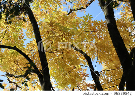 A landscape with a blue sky and a mukuroji tree with yellow leaves 96889842