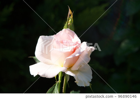 Rose pink flower [dark background] 96890146