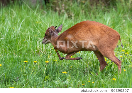 Kirks Dik-dik - Madoqua kirkii small brown antelope Kirks Dik-dik - Madoqua kirkii small brown antelope 96890207