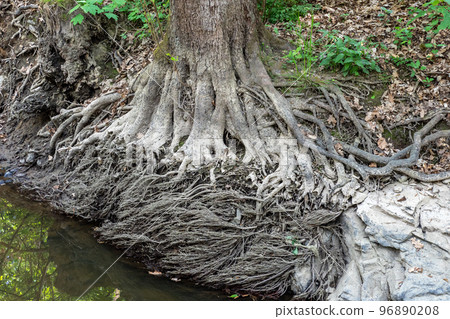 Large roots spread widely on the ground  96890208