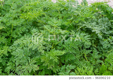 Green patterned leaves of a plant Conium maculatum Green patterned leaves of a plant Conium maculatum 96890210