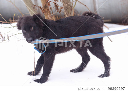 black puppy dog full body photo on winter snow background black puppy dog full body photo on winter snow background 96890297