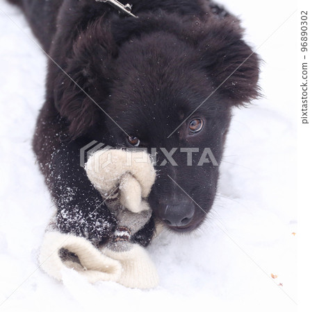 black puppy dog closeup portrait isolated on white black puppy dog closeup portrait isolated on white 96890302