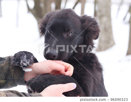 black puppy dog closeup portrait isolated on white black puppy dog closeup portrait isolated on white 96890323