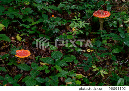 Red toadstool in the forest, a poisonous and dangerous mushroom. Red toadstool in the forest, a poisonous and dangerous mushroom. 96891102