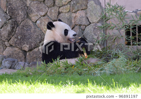 美味地吃竹子的綾濱 96891197