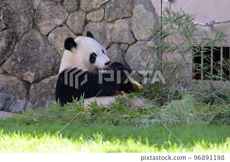 美味地吃竹子的綾濱 96891198