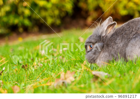 A young gray rabbit eating green grass in a meadow. Grey little Easter Bunny in the wild. Close-up A young gray rabbit eating green grass in a meadow. Grey little Easter Bunny in the wild. Close-up 96891217