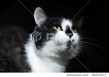 Dramatic portrait of a cat on black background. Dramatic looking portrait of black and white cat Dramatic portrait of a cat on black background. Dramatic looking portrait of black and white cat 96891671