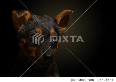 Portrait of a small dog on a black background. Lonely dog in the dark 96891675