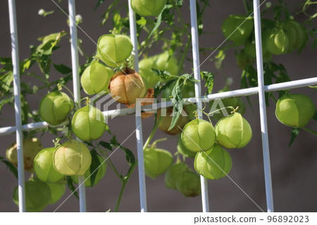 網籬上生長著綠色和棕色蓬鬆藤蔓果實的風景 96892023