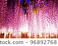 You can enjoy the mysterious world of wisteria flowers beautifully lit up, which is different from wisteria in the daytime. 96892768