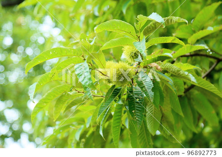 Fruit of Iegagri Fruit of Iegagri 96892773