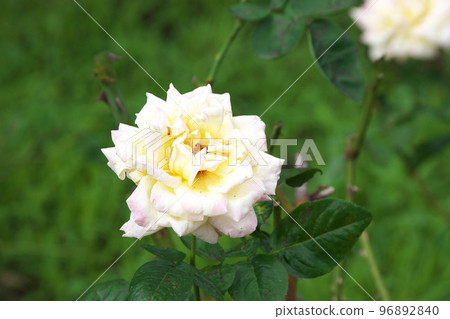 Multi-color rose [green background] 96892840