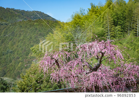 藤川天神垂枝梅(菅原神社) 藤川天神垂枝梅(菅原神社) 96892853
