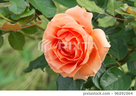 玫橙花【綠底】 96892864