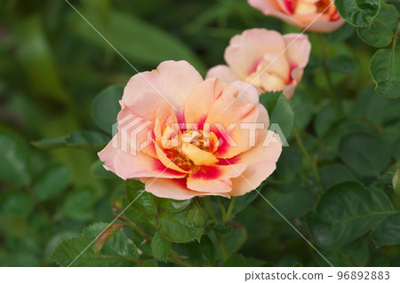 Rose orange flower [green background] 96892883