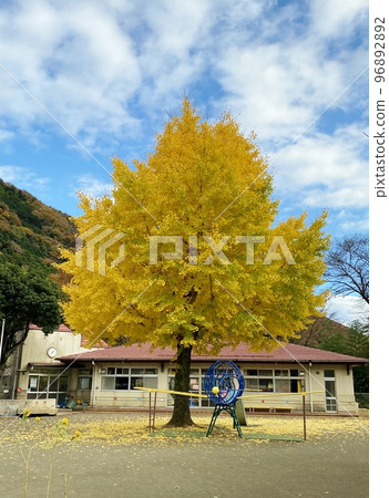 Kiyokawa kindergarten ginkgo tree Kiyokawa kindergarten ginkgo tree 96892892