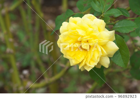 Yellow rose flower [green background] 96892923
