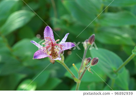 Purple flower of lesser cuckoo [green background] 96892939