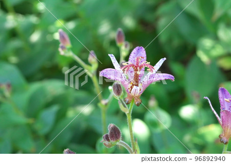 Purple flower of lesser cuckoo [green background] 96892940