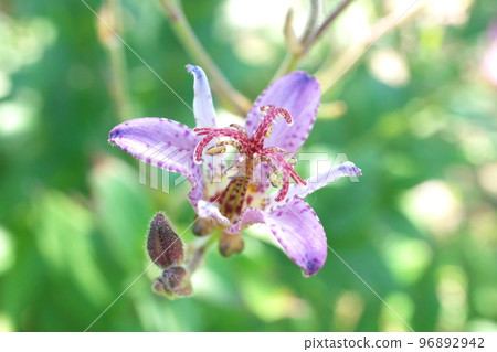 Purple flower of lesser cuckoo [green background] 96892942