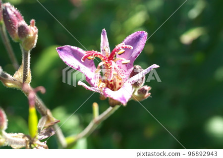 Purple flower of lesser cuckoo [green background] 96892943