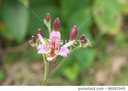 Purple flower of lesser cuckoo [green background] 96892948