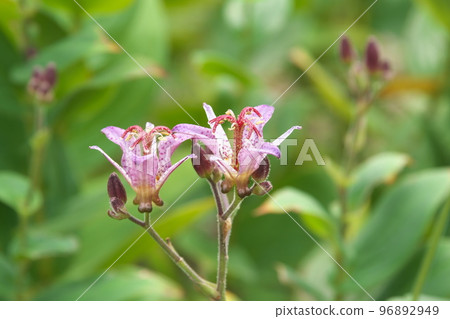 Purple flower of lesser cuckoo [green background] 96892949