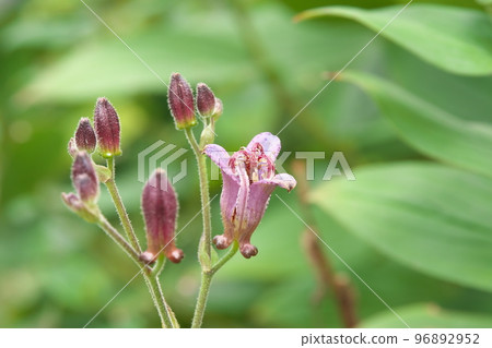 Purple flower of lesser cuckoo [green background] 96892952