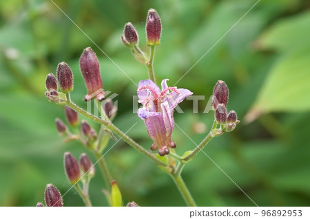 Purple flower of lesser cuckoo [green background] 96892953