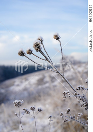 A plant with a shield inflorescence is covered with frost crystals, vertical photo. The dried flowers of the weed plant are frozen in small transparent pointed ice flakes against the sky and the hill A plant with a shield inflorescence is covered with frost crystals, vertical photo. The dried flowers of the weed plant are frozen in small transparent pointed ice flakes against the sky and the hill 96892955