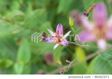 Purple flower of lesser cuckoo [green background] 96892971