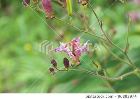 Purple flower of lesser cuckoo [green background] 96892974