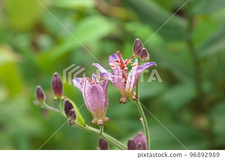 Purple flower of lesser cuckoo [green background] 96892989