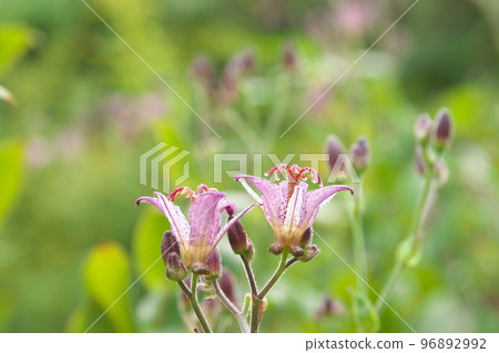 Purple flower of lesser cuckoo [green background] 96892992